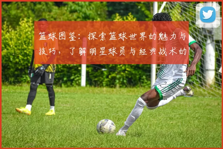 篮球图鉴：探索篮球世界的魅力与技巧，了解明星球员与经典战术的深度解析